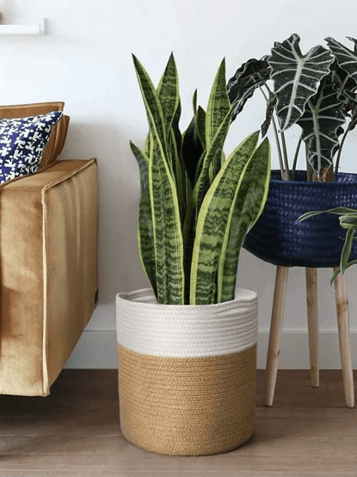 Fiddle Leaf Fig in Basket