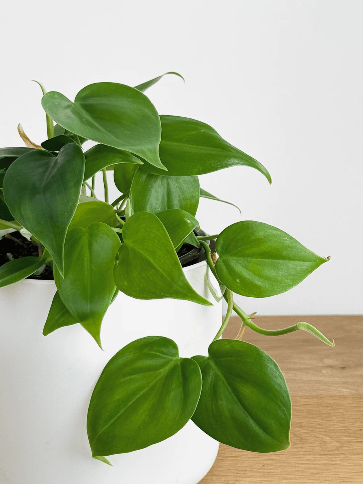 Heartleaf Philodendron Vine