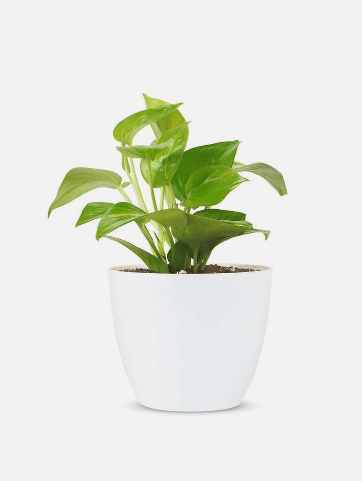 Golden Pothos Money Plant