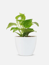 Golden Pothos Money Plant