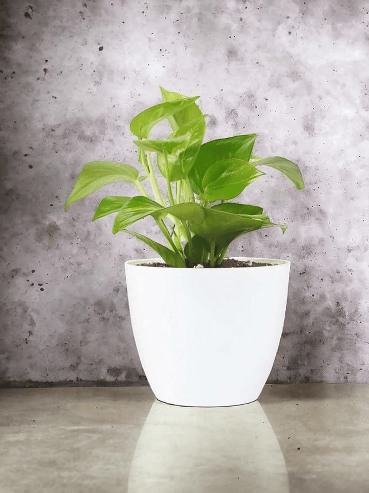 Golden Pothos Money Plant