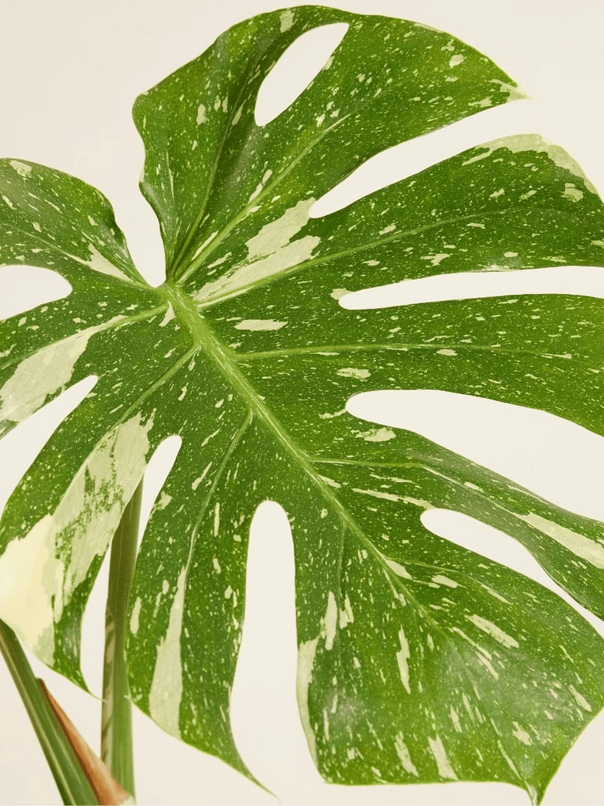 Monstera Thai Constellation