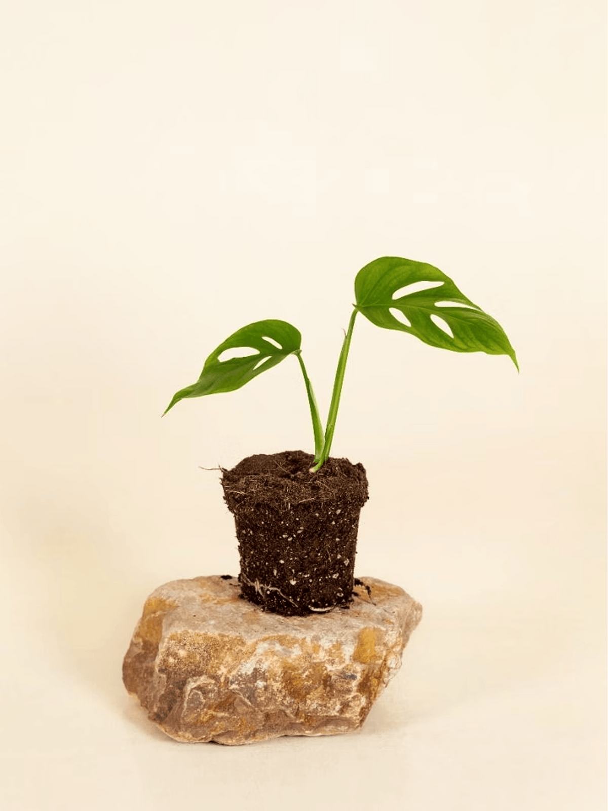 Monstera Adansonii Monkey