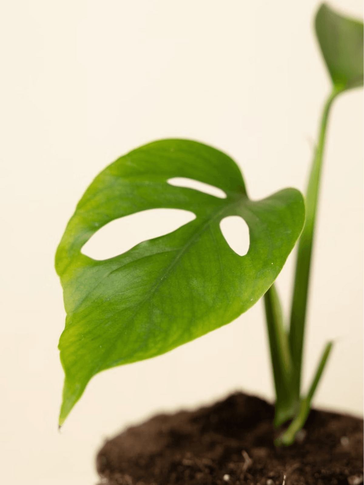 Monstera Adansonii Monkey