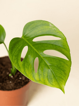Monstera Adansonii Monkey