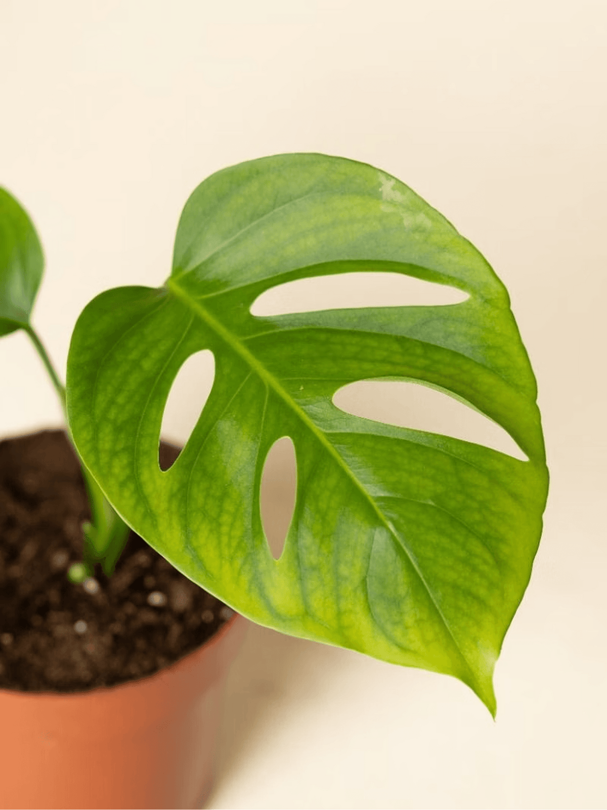Monstera Adansonii Monkey