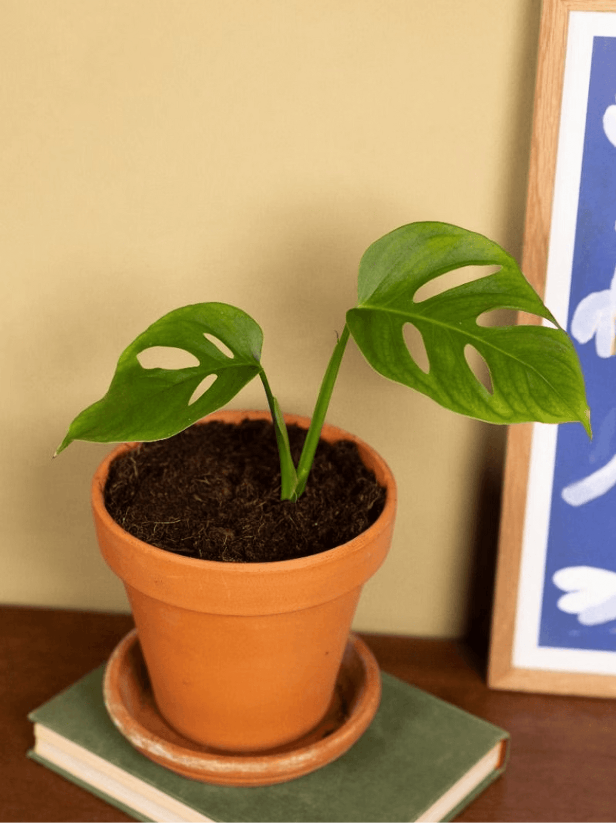 Monstera Adansonii Monkey