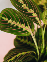 Maranta Leuconeura Prayer