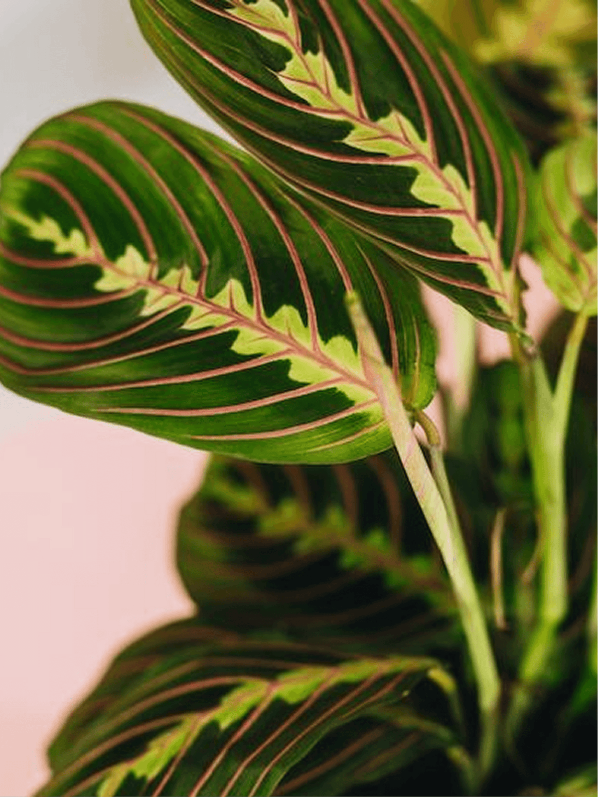 Maranta Leuconeura Prayer