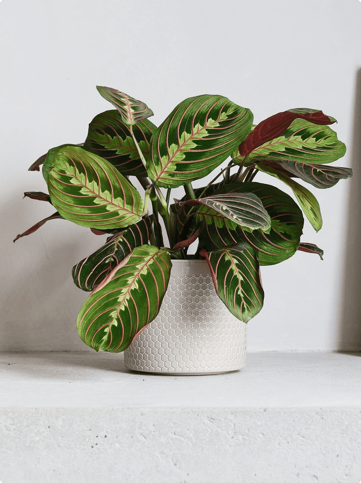 Maranta Leuconeura Prayer