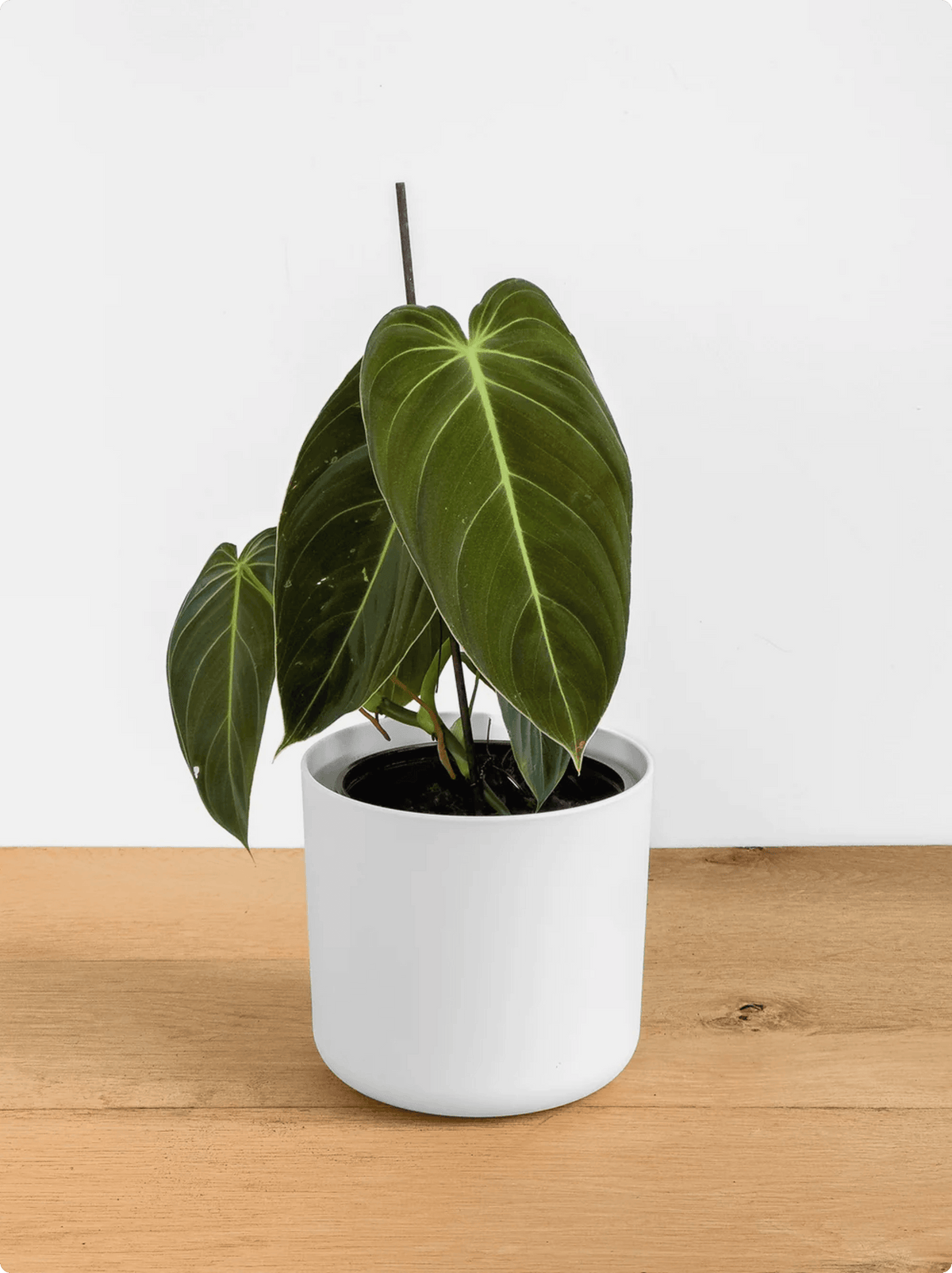 Philodendron Melanochrysum